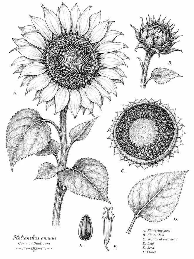 Vintage botanical illustration of sunflower