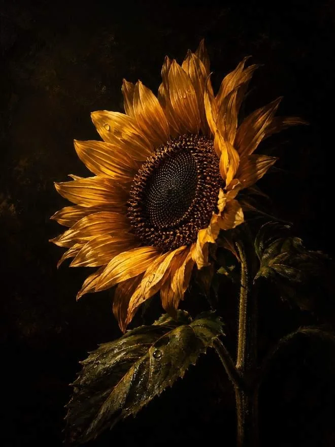 sunflower art 