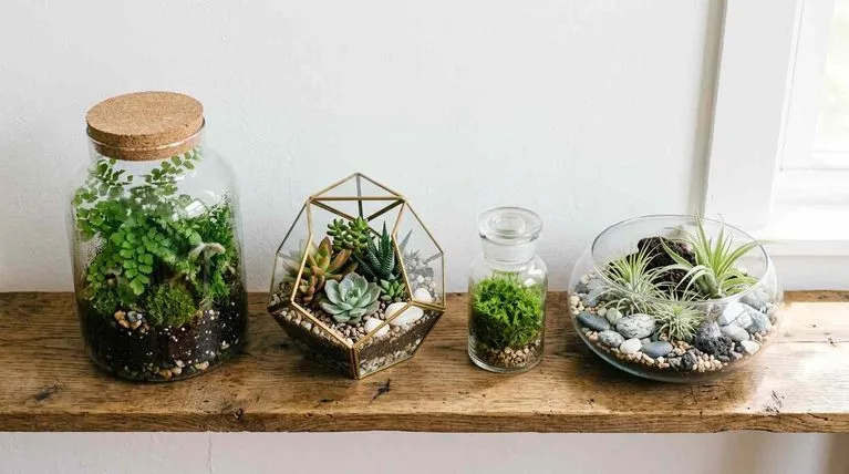 terrarium ideas for home